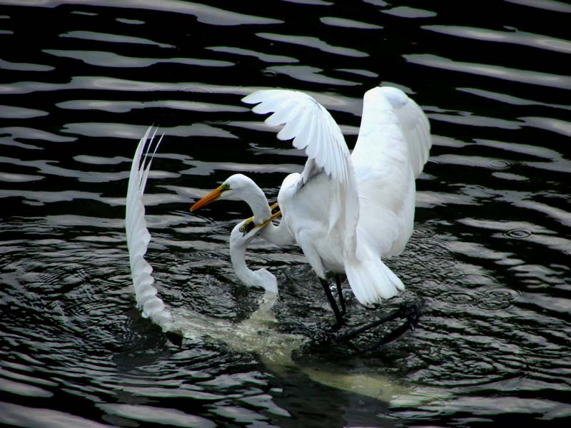 http://i.dcview.tw/gallery/201201/98c8c610fbdce82ab2877ffa8b9da326.jpg