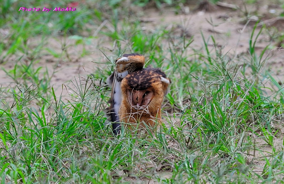 http://i.dcview.tw/gallery/201201/a5d810387fc765240cedb1d11d206020.jpg
