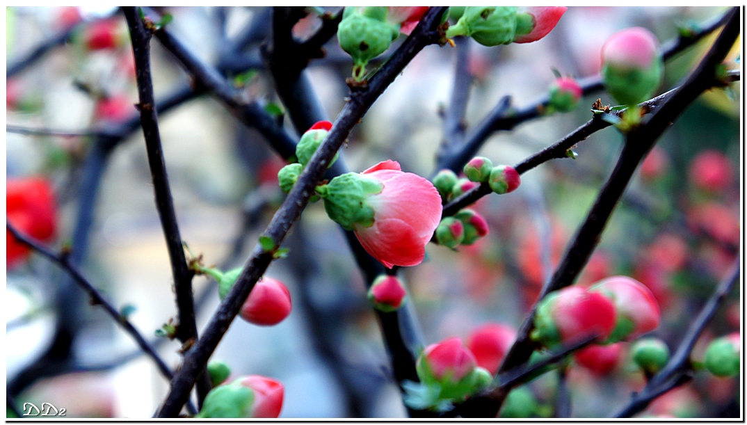 http://i.dcview.tw/gallery/201201/a5f0fc234a1dae96b3add4619d168136.jpg