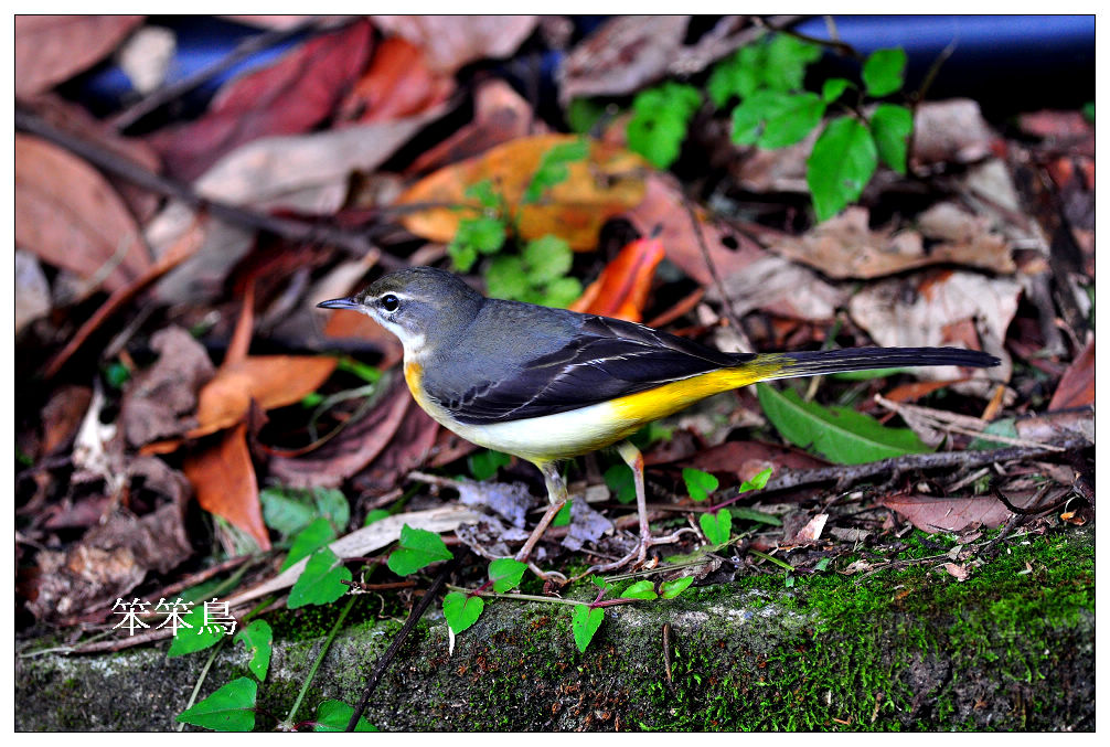 http://i.dcview.tw/gallery/201201/bd5053a56c52e660a21243dfb0151575.jpg