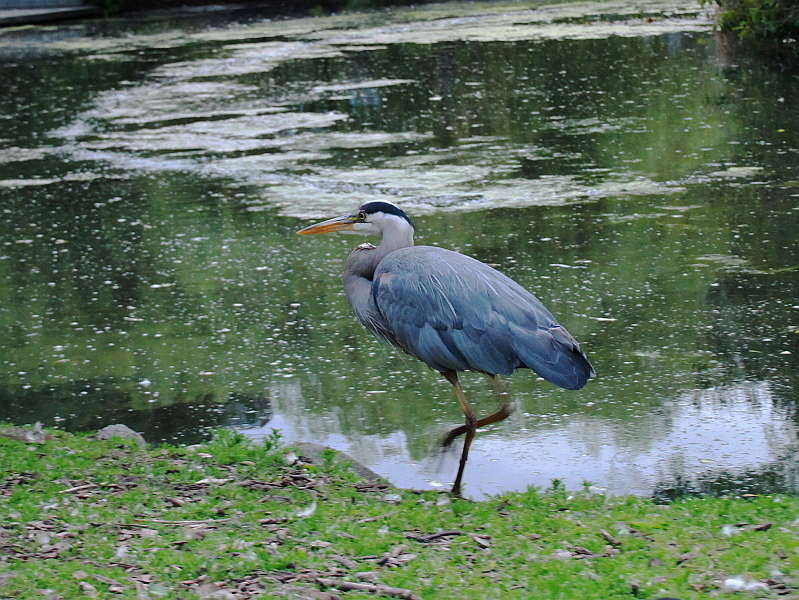 http://i.dcview.tw/gallery/201201/bd9e50c58646072590ec3e900e584023.jpg