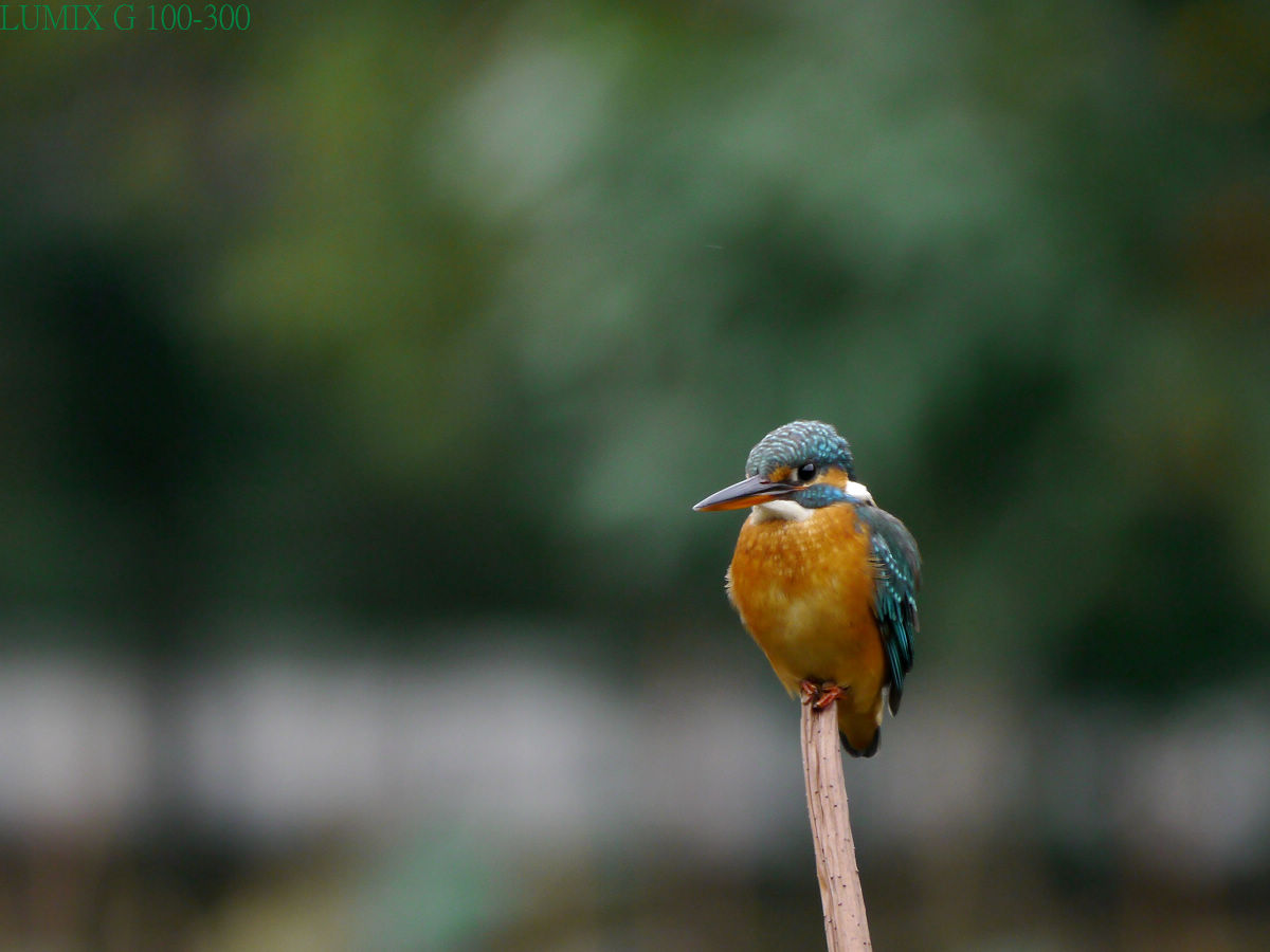 http://i.dcview.tw/gallery/201201/bdf8dff467d60952d402f5b7c9703bb0.jpg