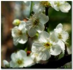 陽明山冬梅綻放