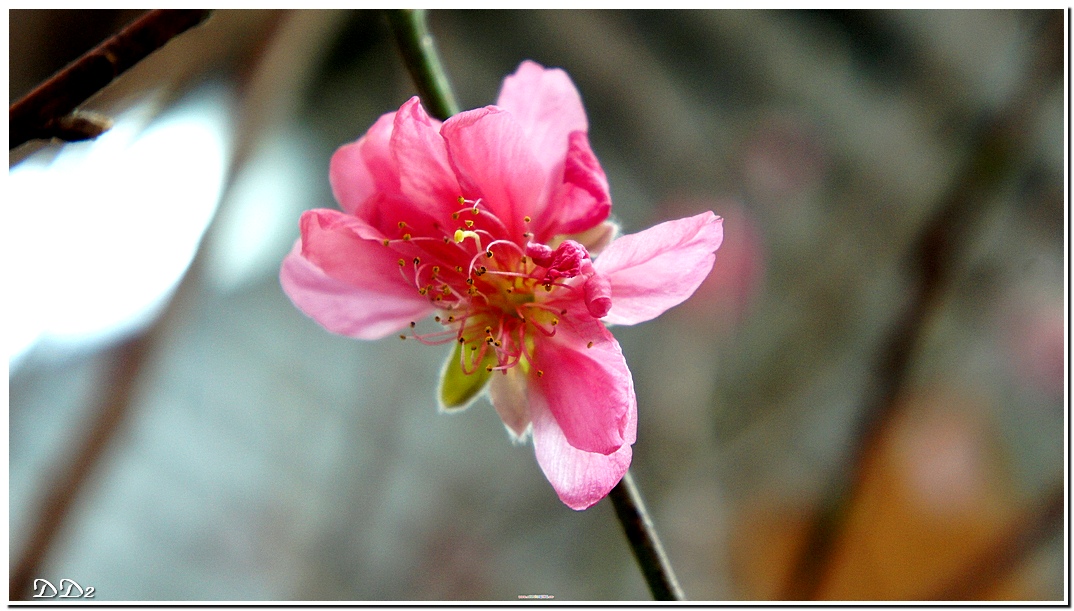 http://i.dcview.tw/gallery/201201/cd4f9ddf4ff3d1dc29d4f1692234f9d3.jpg