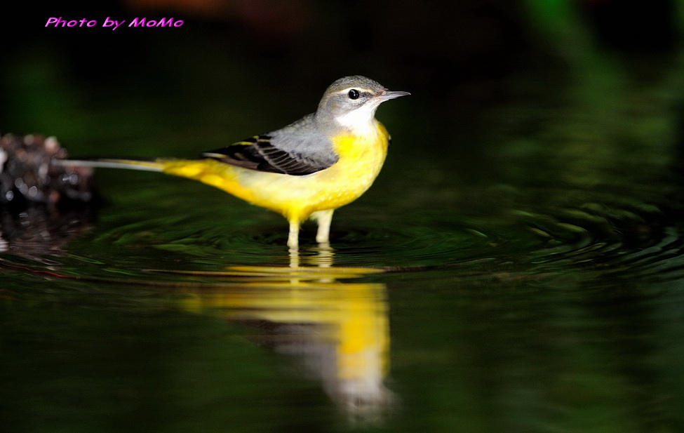 http://i.dcview.tw/gallery/201201/cff531272b1bcc282e4f4fffb9bb03d5.jpg