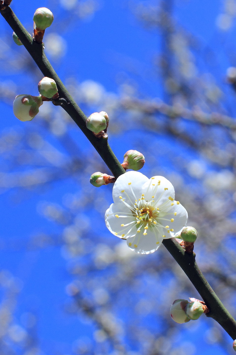 http://i.dcview.tw/gallery/201201/d12a8d4992c21ff2ae7a51ecb61ed14b.jpg