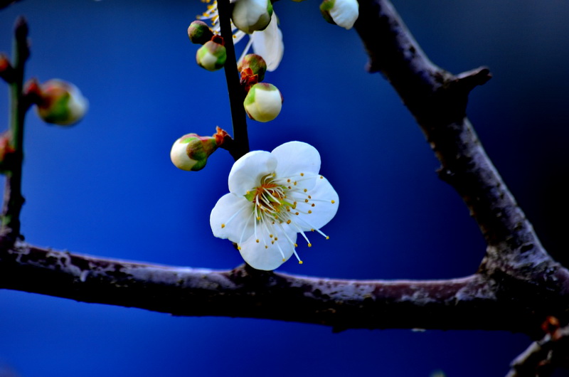 http://i.dcview.tw/gallery/201201/e3766f1b96cfa20cf3c4fe28770ff618.jpg