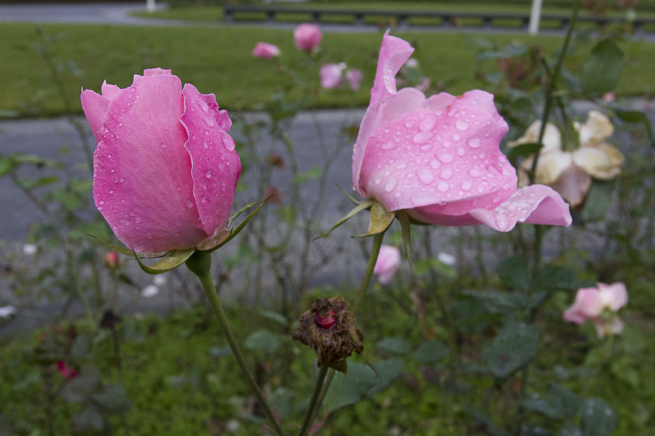 http://i.dcview.tw/gallery/201201/e7056c043a3effd58c173e5ec6352af5.jpg