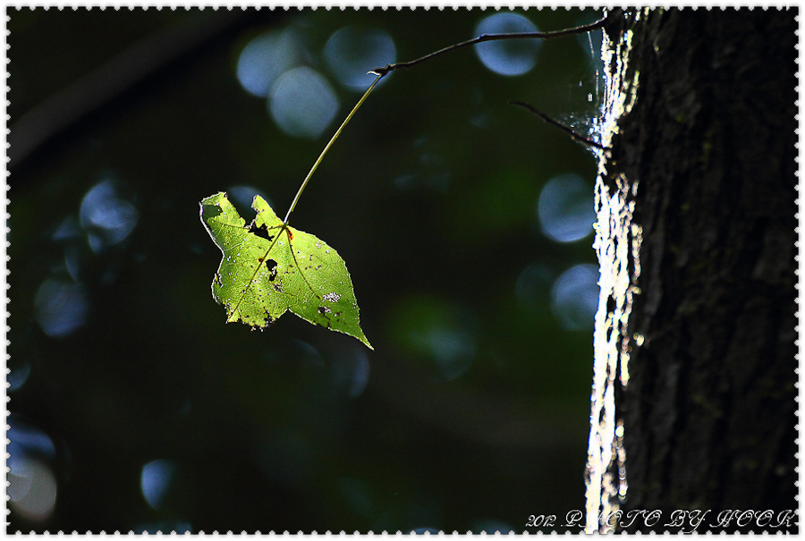 http://i.dcview.tw/gallery/201201/e8f52fafe2147ab98b1913bf8b527685.jpg
