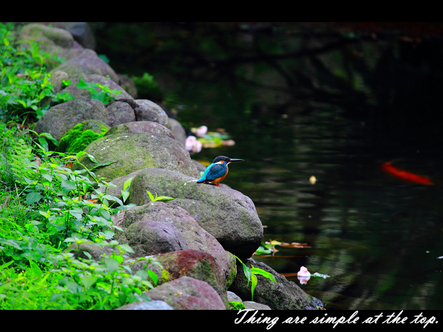 http://i.dcview.tw/gallery/201201/f4c1b617a04230923ff3d462fa019d77.jpg