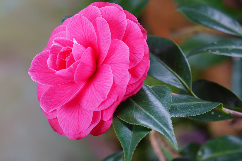 http://i.dcview.tw/gallery/201201/f8ea86bb2c6c2ce12171886e6405e4e1.jpg