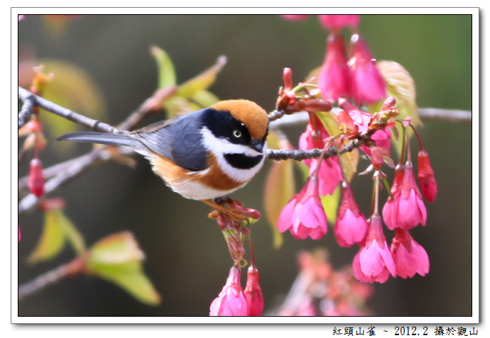 http://i.dcview.tw/gallery/201202/05ae5c663108fed31ec2f9f21d12dbf4.jpg