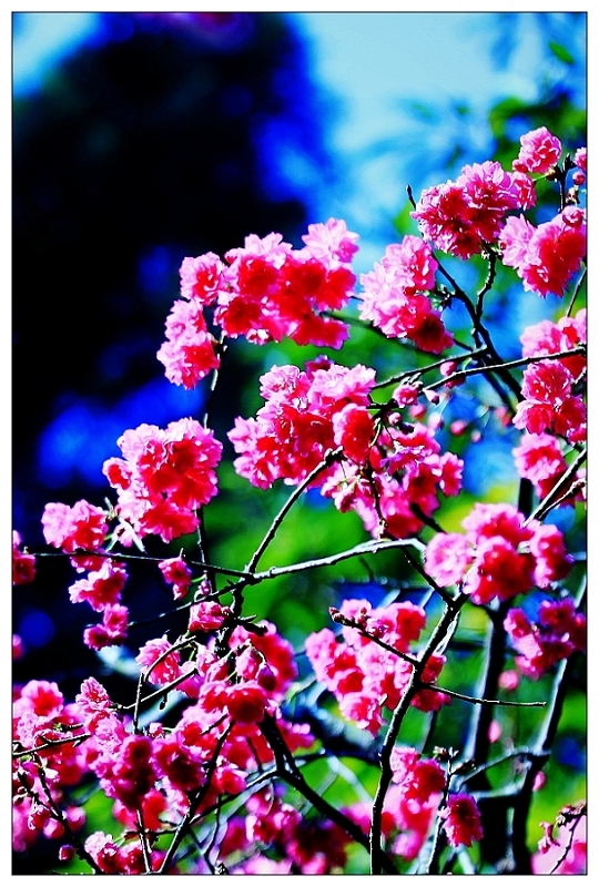 http://i.dcview.tw/gallery/201202/064fd8a85e284910e4ea754a6389fb24.jpg
