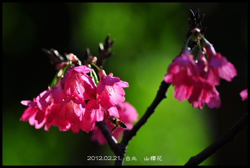 http://i.dcview.tw/gallery/201202/084292cd26935a91c6b1a68c90164553.jpg