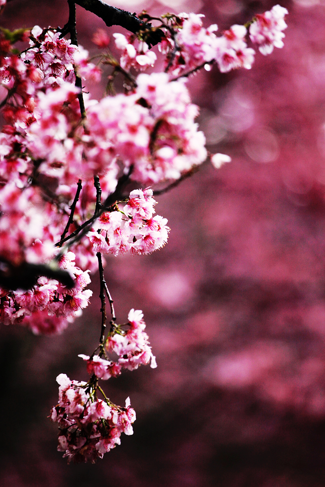 http://i.dcview.tw/gallery/201202/0ab7050a70b2420b36335b5f67df902c.jpg