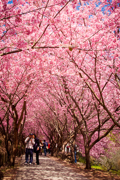 http://i.dcview.tw/gallery/201202/0b1cf815e1a4115a9451ce3f0e2a91e0.jpg