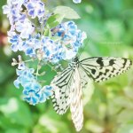 BUTTERFLY X L'Arc~en~ciel(彩虹)