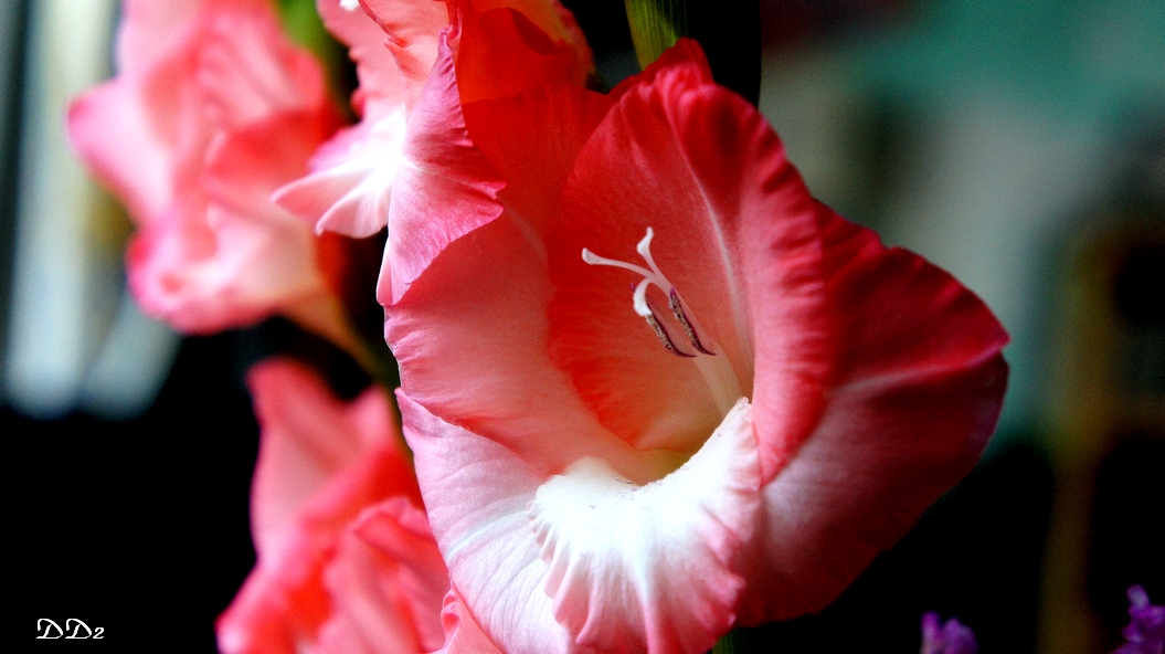 http://i.dcview.tw/gallery/201202/0c849586d2204801352410842361581b.jpg