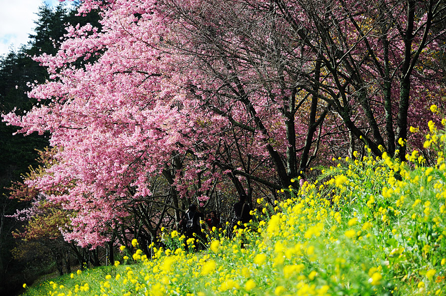 http://i.dcview.tw/gallery/201202/1005a61bb9a4f693ef3bb0d62ab7c661.jpg