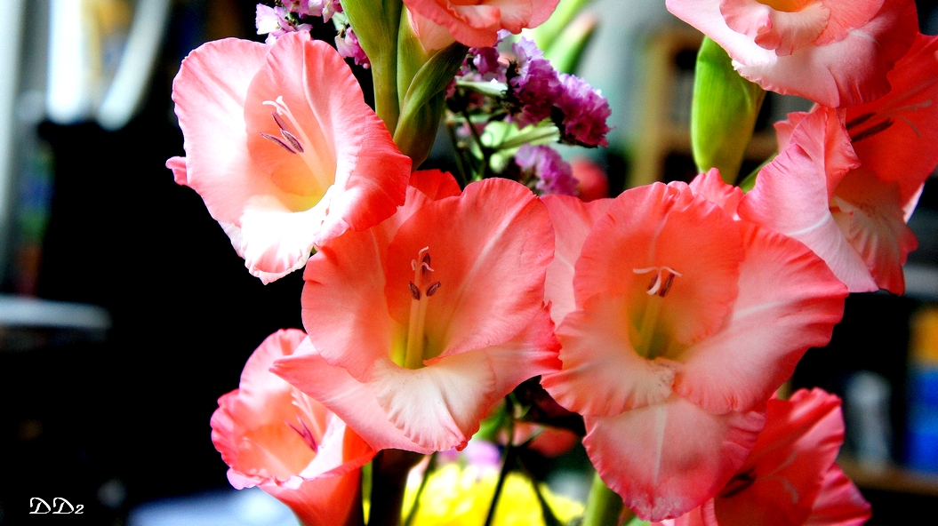 http://i.dcview.tw/gallery/201202/11a3e8da1d08cc04cca495f61a044b46.jpg