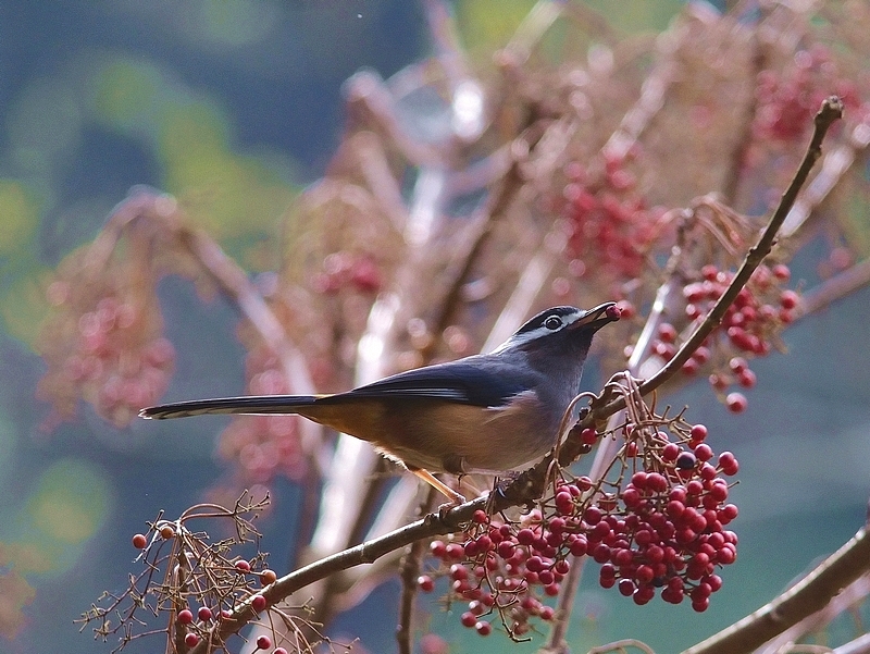 http://i.dcview.tw/gallery/201202/14f393ab762389dc2411bfac4f221ac9.jpg