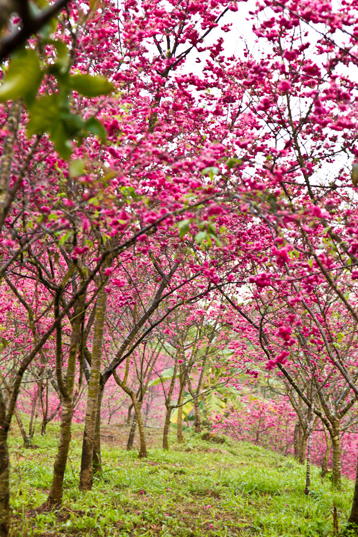 http://i.dcview.tw/gallery/201202/1500ce1f4a0957594c4a478fdafa7ec8.jpg