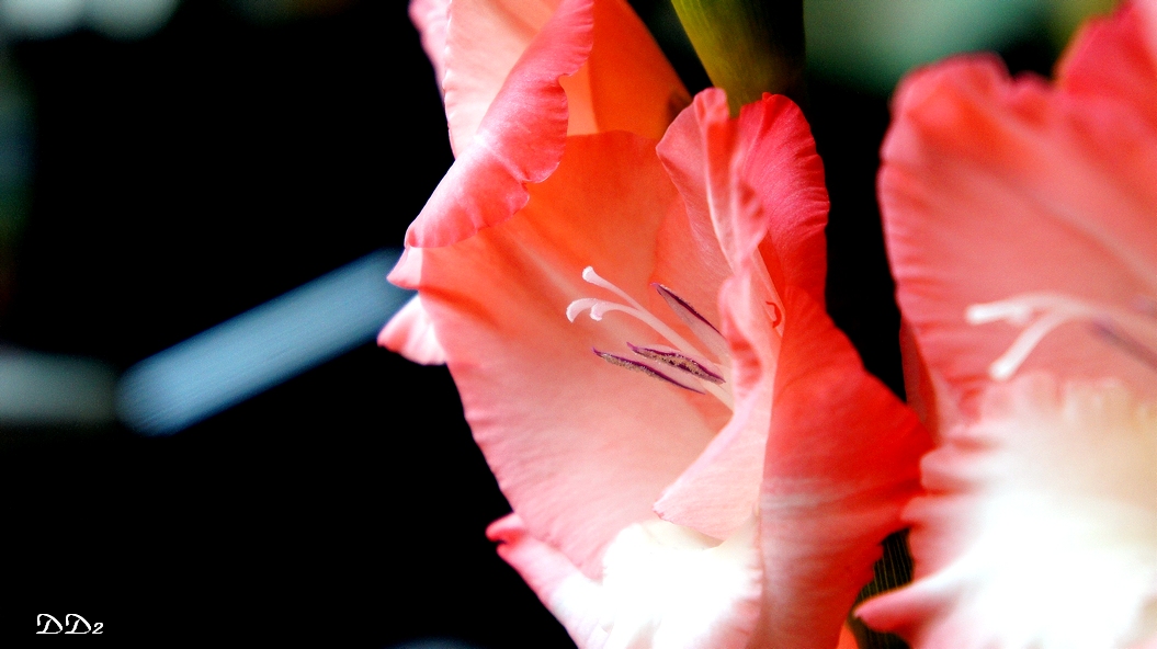 http://i.dcview.tw/gallery/201202/195400b0ecc2c23c2407f76dbb786be9.jpg