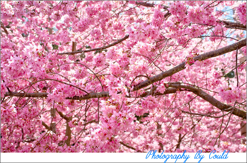http://i.dcview.tw/gallery/201202/1d4529154ec6d6b81eba431df6872b0f.jpg