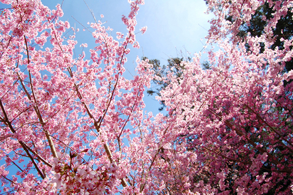 http://i.dcview.tw/gallery/201202/1f1c3e0c7a1e1d4b3dd7982be002aac9.jpg