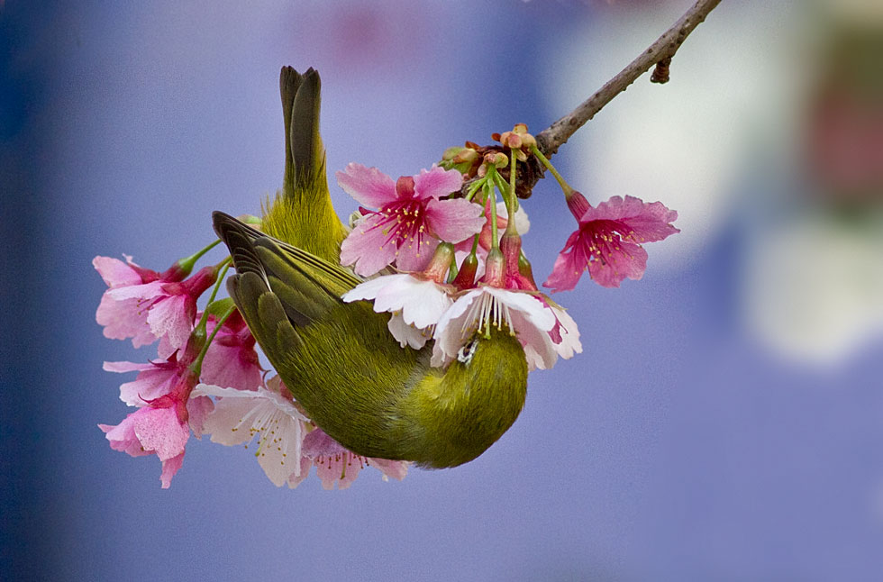http://i.dcview.tw/gallery/201202/225acd151caeb5a8ece120413b28b54a.jpg