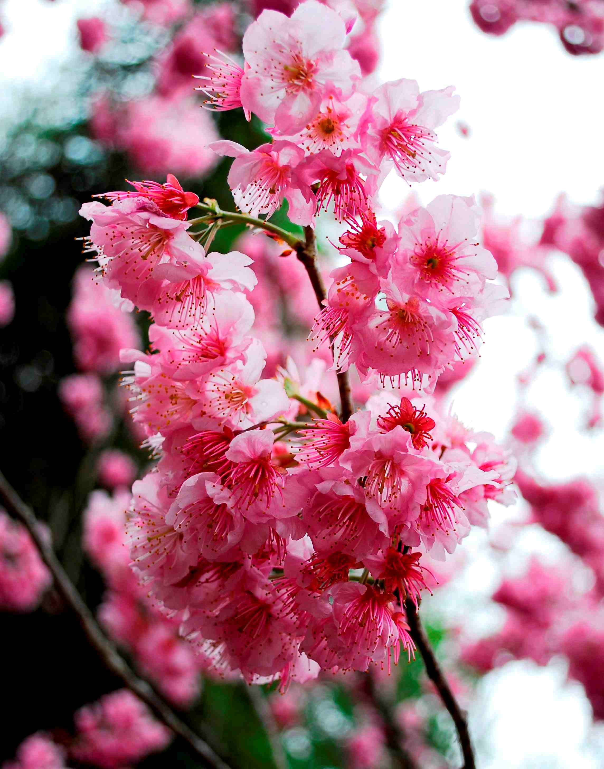 http://i.dcview.tw/gallery/201202/23db297414745a54e7658a115c4aa749.jpg
