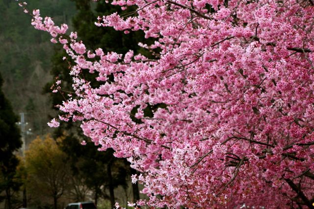 http://i.dcview.tw/gallery/201202/241fbbcbe7cd12f91cea12b1b71dc293.jpg