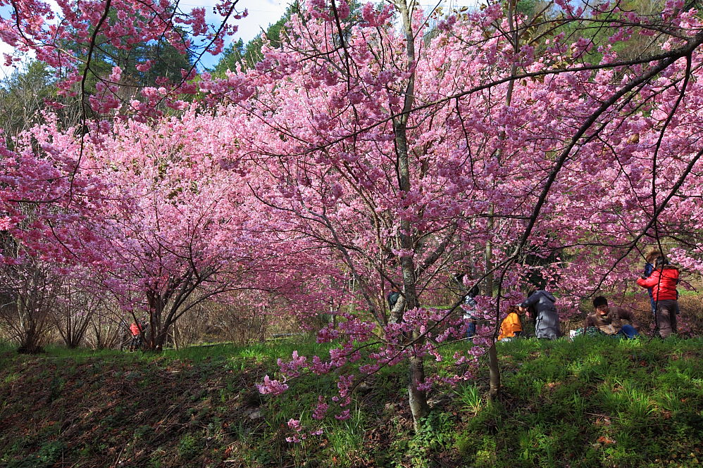http://i.dcview.tw/gallery/201202/2693ec6ac634019241241947132e9123.jpg