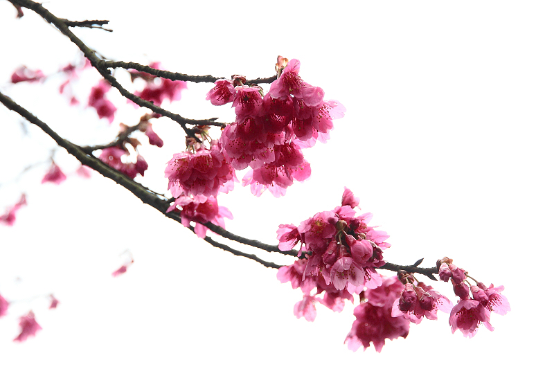 http://i.dcview.tw/gallery/201202/27b89c6d6c40050f062881e50e1cef69.jpg
