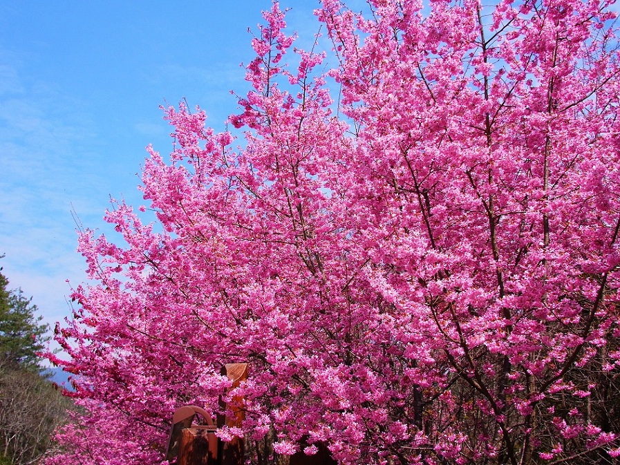 http://i.dcview.tw/gallery/201202/2aac88a686040c7ebe88ce4140f7f5e8.jpg
