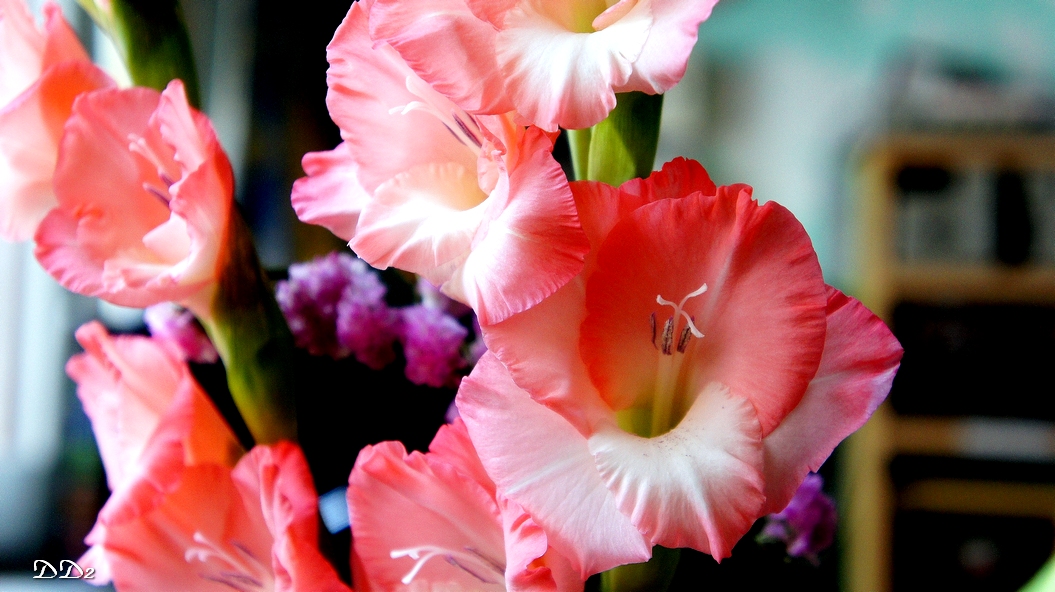 http://i.dcview.tw/gallery/201202/2d4bf41a8e8700ddb91f6b396fd203e6.jpg