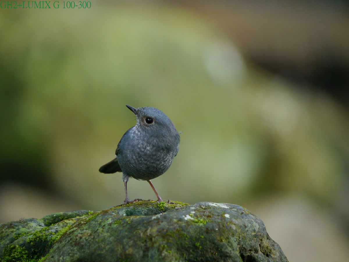 http://i.dcview.tw/gallery/201202/2e8776fd6ba3fc9f26548f142d2bfdb7.jpg