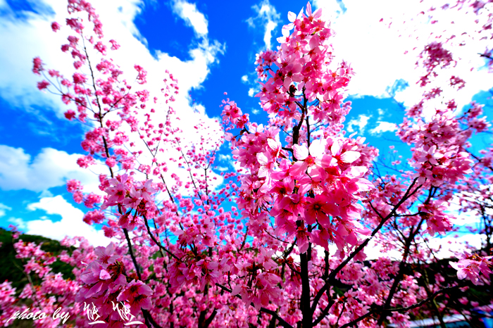 http://i.dcview.tw/gallery/201202/2ed0d0779ebb4e6f690b31b44457fd13.jpg