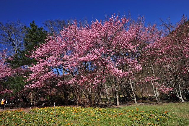http://i.dcview.tw/gallery/201202/2f23940ede4d259f5f3a54b974c89d8a.jpg