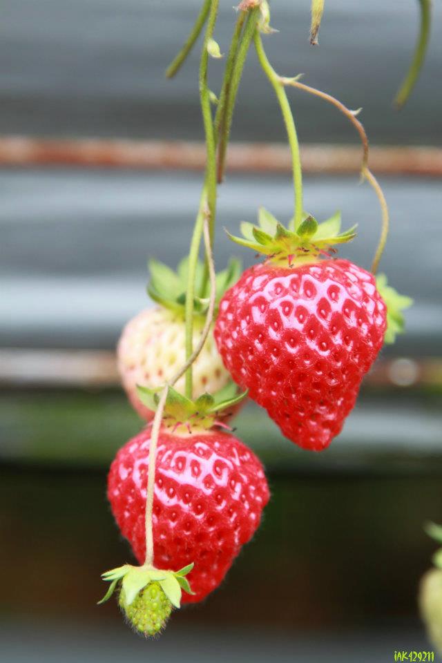 http://i.dcview.tw/gallery/201202/343030a5eaf02ea8e4656cb1a2dd5442.jpg
