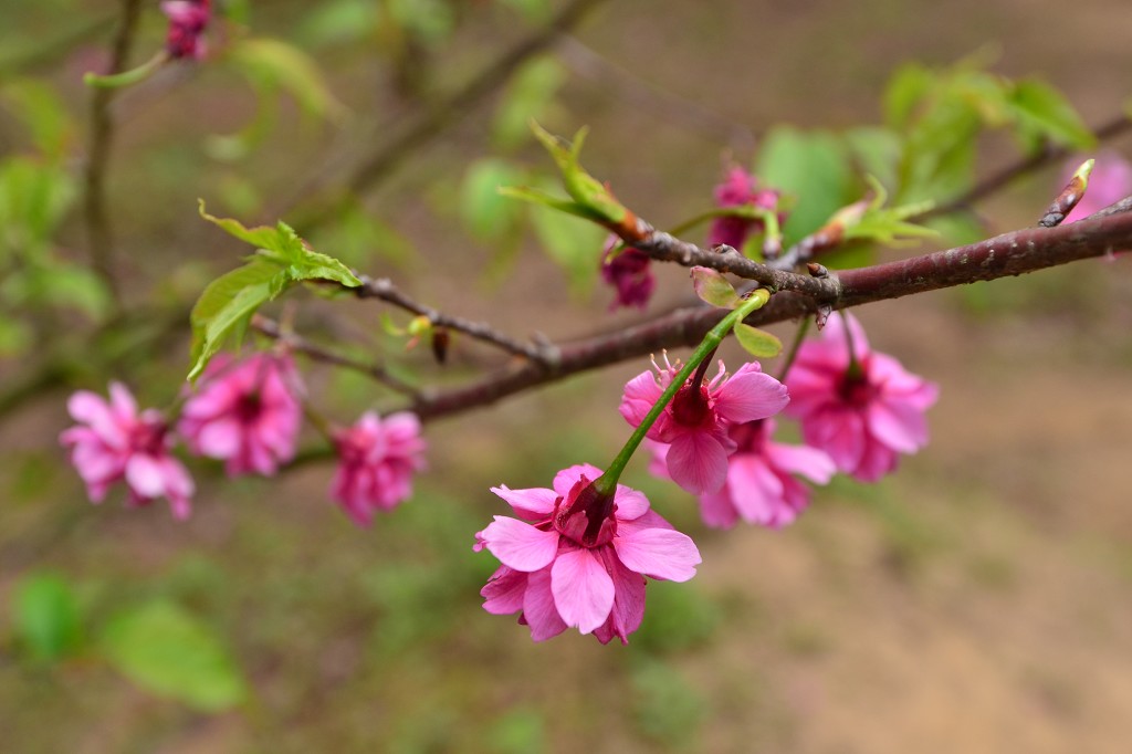 http://i.dcview.tw/gallery/201202/3760156956f2e08149e4e3d7cdb7f14c.jpg