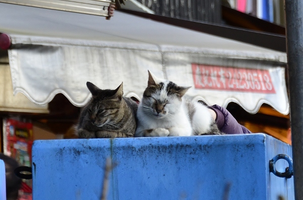 http://i.dcview.tw/gallery/201202/37ebedb626b0bfa58bafe37f32cf1238.jpg