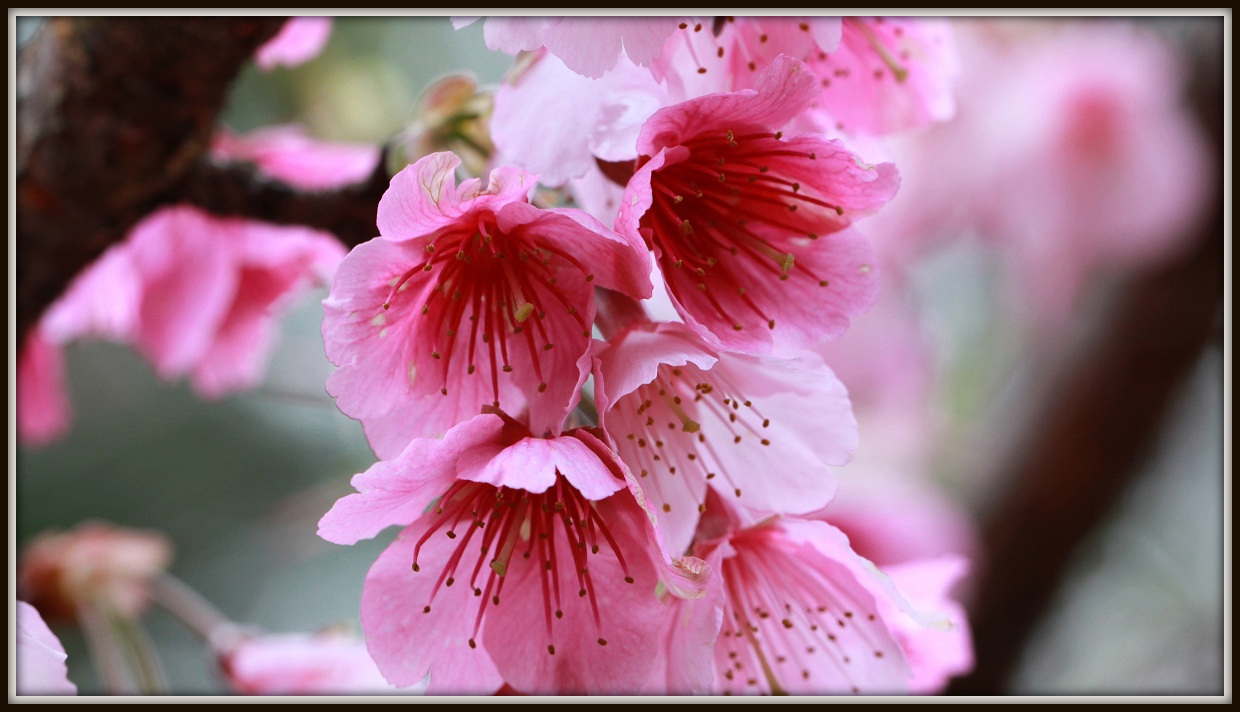 http://i.dcview.tw/gallery/201202/3a229dbe8328dfe5019d0282ae2b00d2.jpg