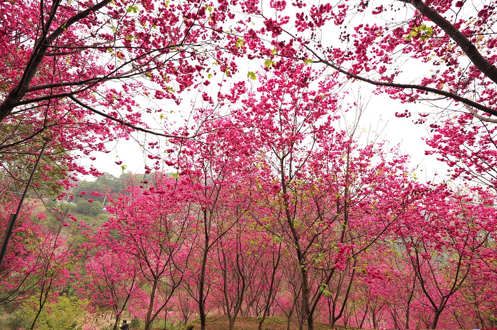 http://i.dcview.tw/gallery/201202/3adc6371d07fec16fd913f4ab417a1ec.jpg