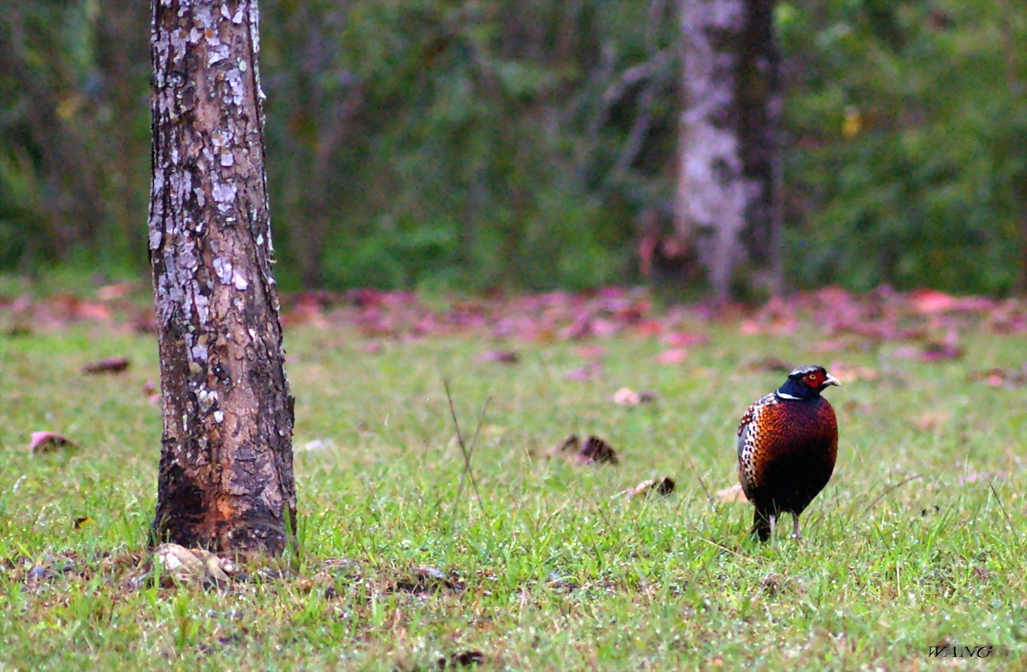http://i.dcview.tw/gallery/201202/3b030082336f40dfbf07a75dd5bf0883.jpg