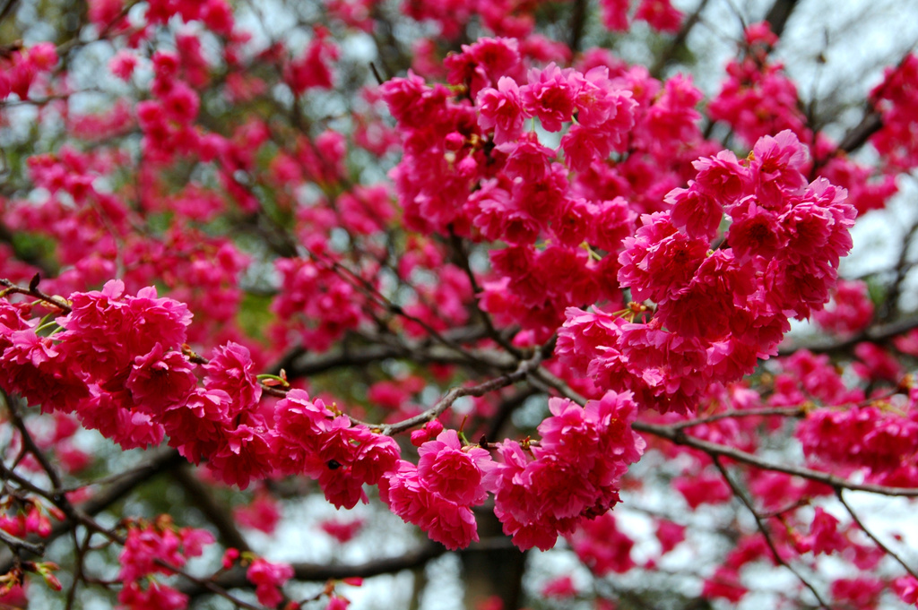 http://i.dcview.tw/gallery/201202/3b044be7395d40f419fb94c75090e01e.jpg