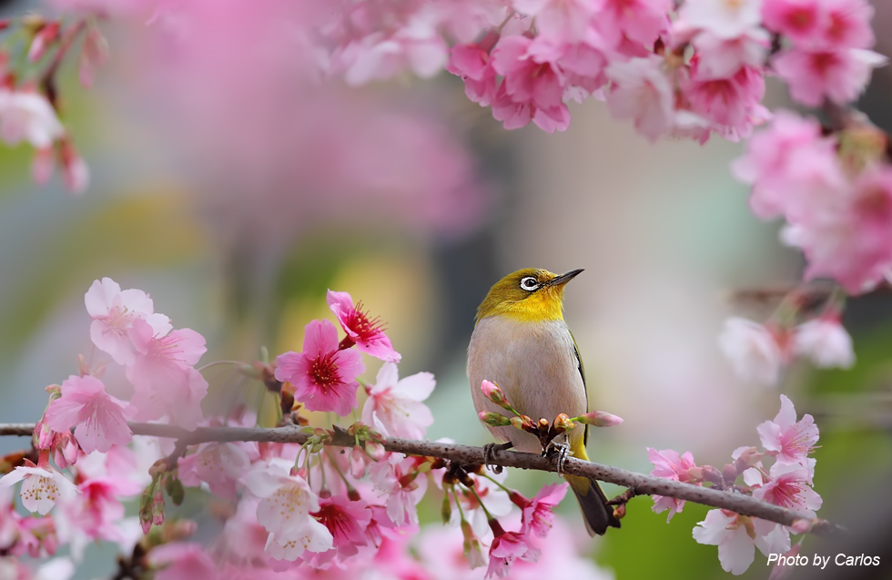 http://i.dcview.tw/gallery/201202/3c9b32bdebafac1115c16dbabb204b9d.jpg