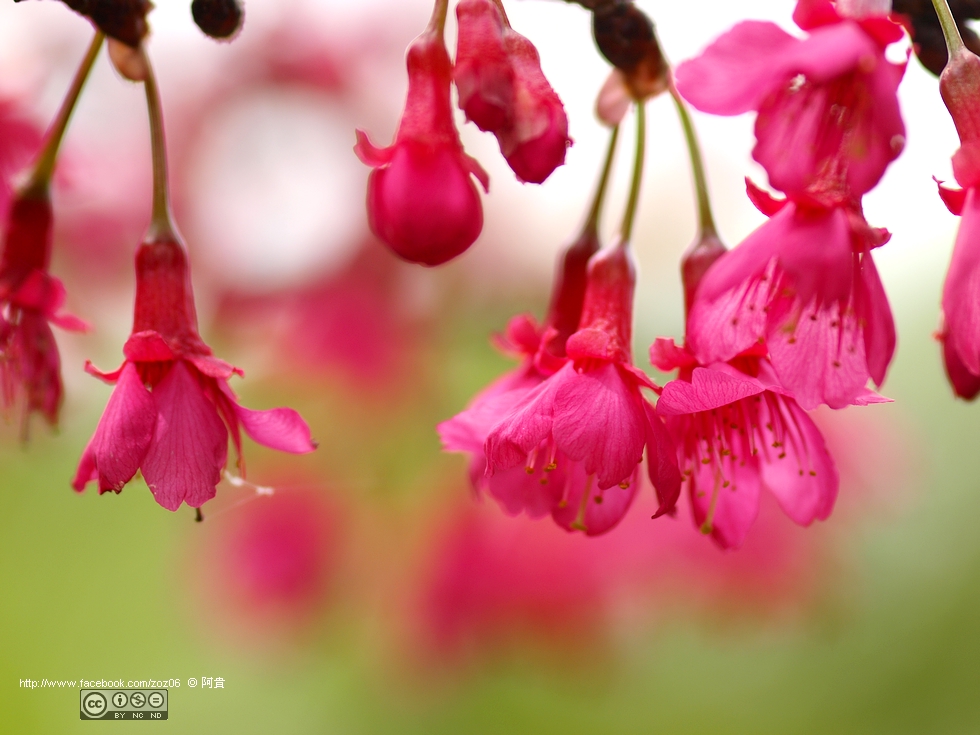 http://i.dcview.tw/gallery/201202/3d6a5a1cbe6aced28b709be428de66db.jpg