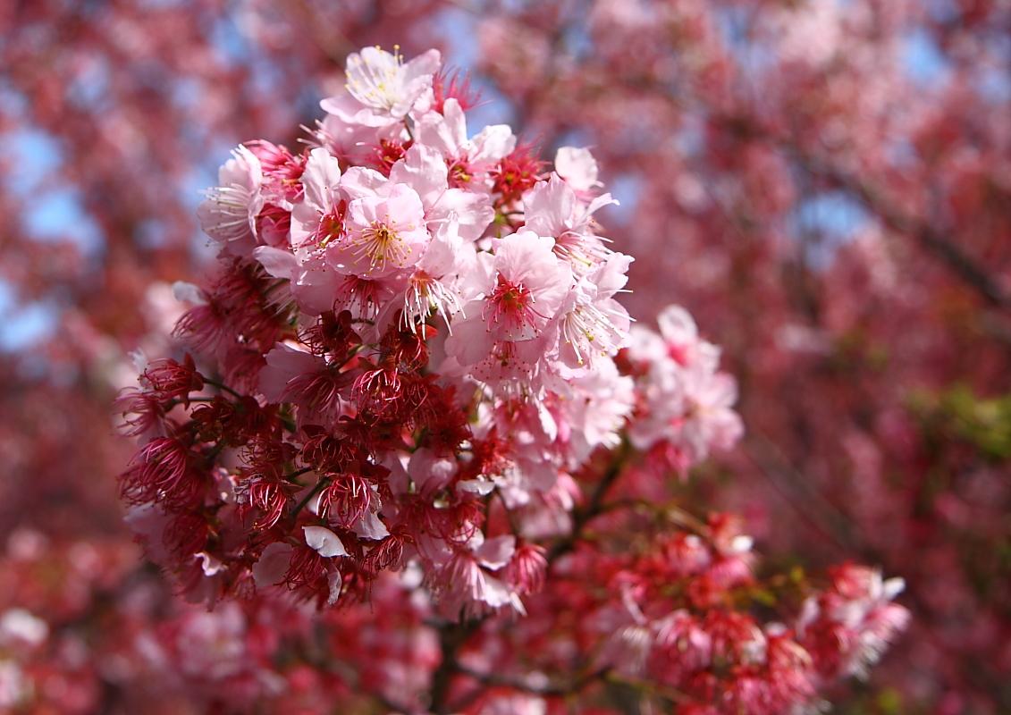 http://i.dcview.tw/gallery/201202/3de55f3a6fa535926a6cc637d89a4d36.jpg