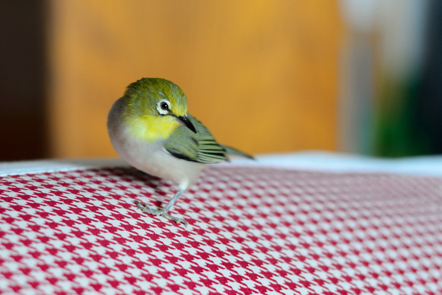 http://i.dcview.tw/gallery/201202/3e933ffc7bbd9f4a7b24297d380c63fe.jpg